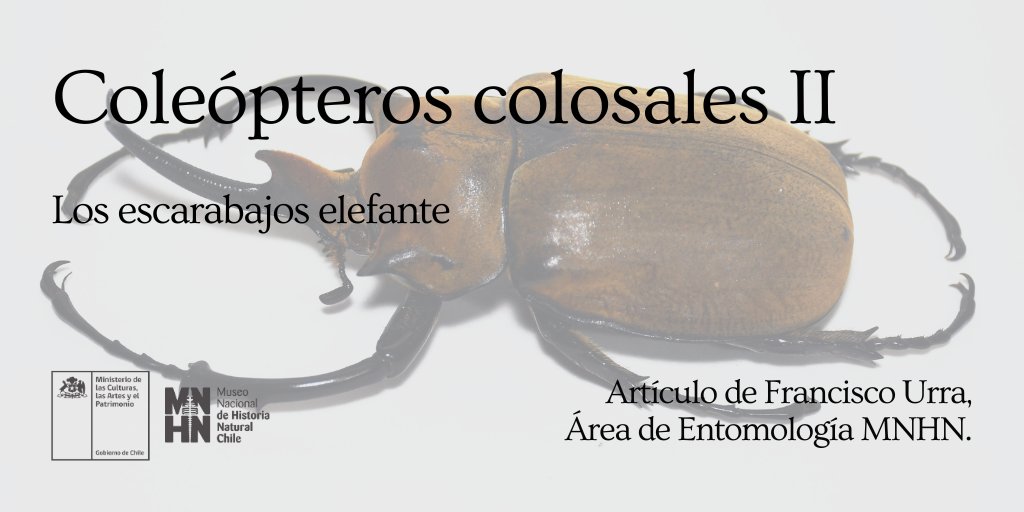 MNHNcl's tweet image. Francisco Urra, curador del Área de Entomología, nos aporta la segunda entrega de la serie Coleópteros colosales 🐞
En esta ocasión nos habla sobre los coleópteros del género Megasoma, más conocidos como escarabajos elefante 🐘
Pueden ver la nota acá 👉🏻 tinyurl.com/4c7z8436