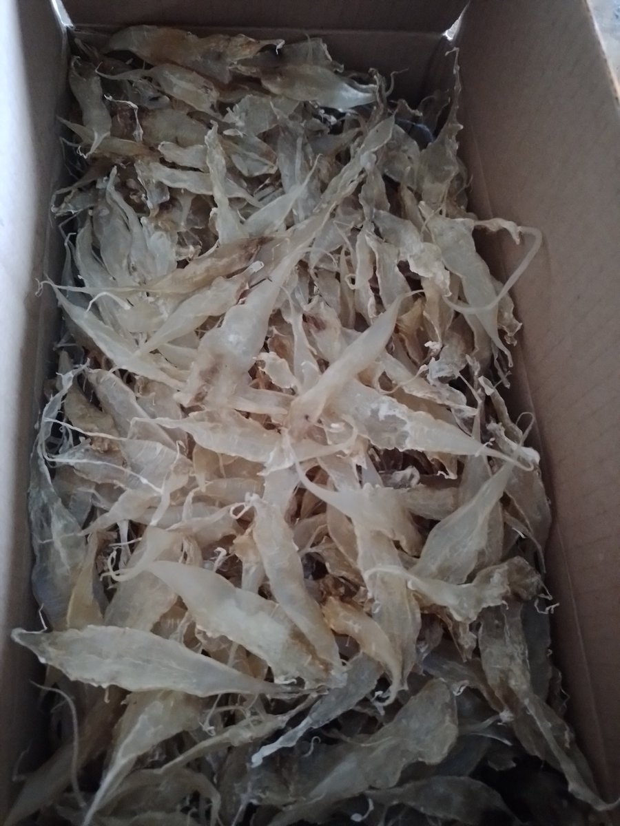 vickys0301's tweet photo. Selasa (19/11/2024), vicky luhkan kab. Tanjung Jabung Timur, Poklahsar Usaha Bersama produksi gelumbung ikan gulama sebanyak 1 Kg ( Rp. 1.200.000/Kg )
#GiatLuhkanSatminkalBRPPUPP 
#luhlapor 
#November2024 https://t.co/yen5g5zxqI