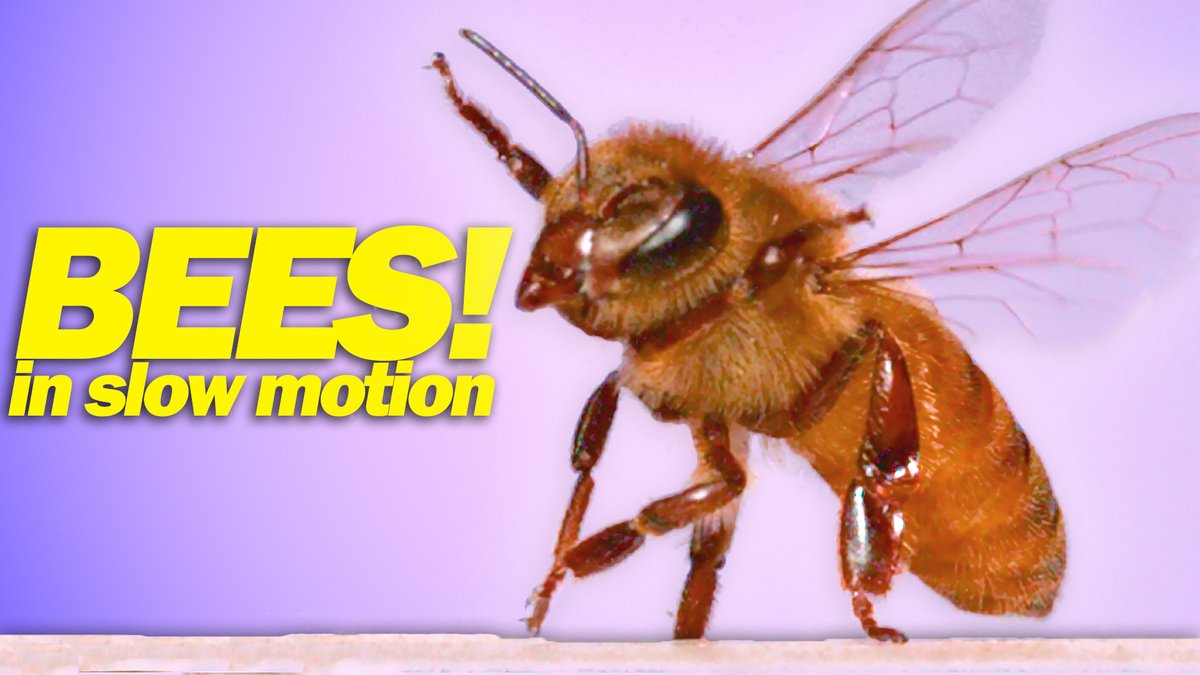 New Ant Lab video today: HONEYBEES!

In it, I try to capture macro slow mo footage of the honeybee stinger pumping venom. Head over to YT to check it out!