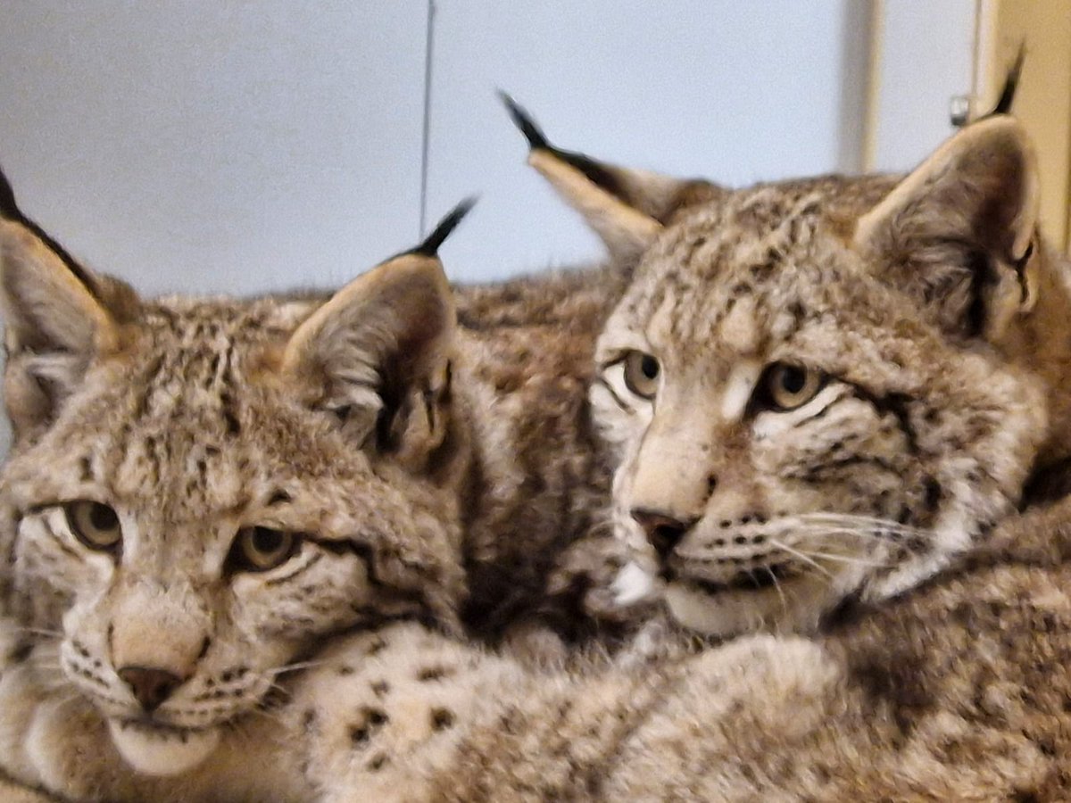 Can you help care for the rescued lynx?

Abandoned in a freezing forest in the Scottish Highlands, our charity is giving the three lynx a safe, warm home and veterinary care so they can recover.

You can help to give these traumatised animals the chance to regain their health.