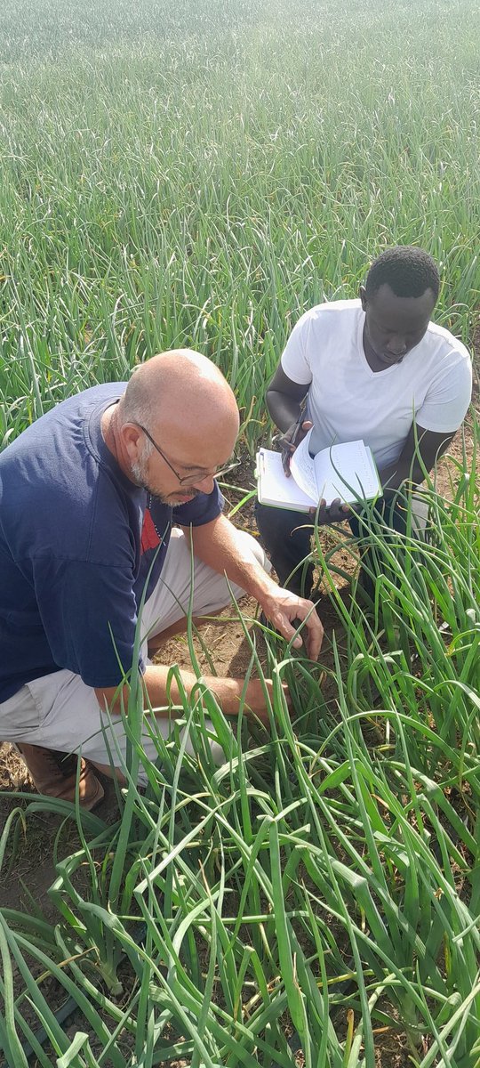 o_rapong's tweet photo. Diagnosis of this onion crop.Generally the crop is good..except for some signs of downy mildew  which I have given recommendations on best control https://t.co/PwOklPf1ga have such a good crop and a great irrigation system.get in touch with @IrriHub.@rodgers_kirwa https://t.co/fcRJJTUBVA