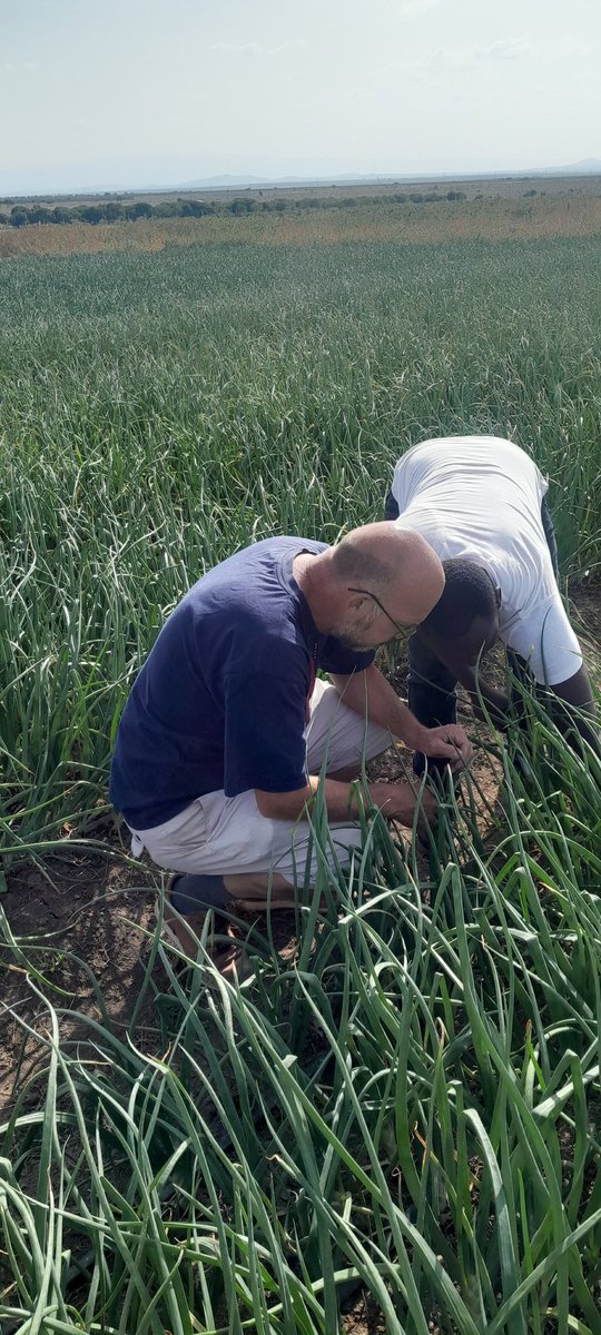o_rapong's tweet photo. Diagnosis of this onion crop.Generally the crop is good..except for some signs of downy mildew  which I have given recommendations on best control https://t.co/PwOklPf1ga have such a good crop and a great irrigation system.get in touch with @IrriHub.@rodgers_kirwa https://t.co/fcRJJTUBVA