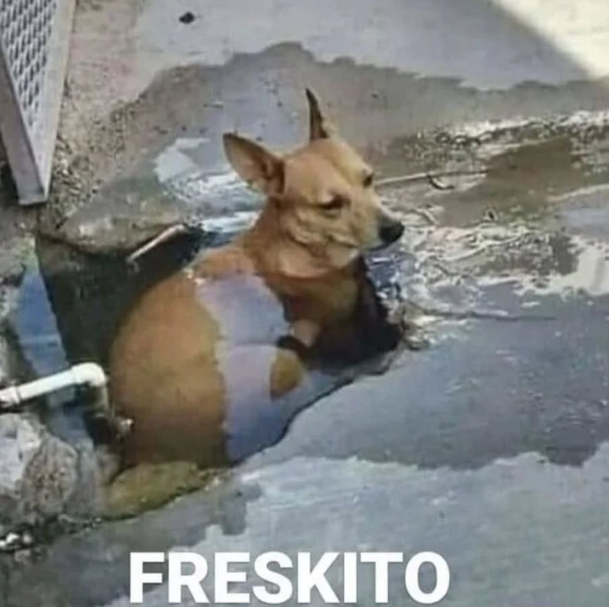 _onerolita's tweet photo. freskito https://t.co/Z1aWpFpOLF