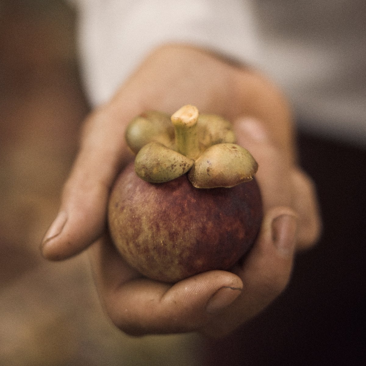 The #mangosteen fruit is a tropical treasure, with its luscious purple rind and sweet, juicy white flesh packed with powerful #antioxidants that nourish from the inside out. 

At #BonaBotanica, we use the entire #fruit within our products to maximize its #health benefits.