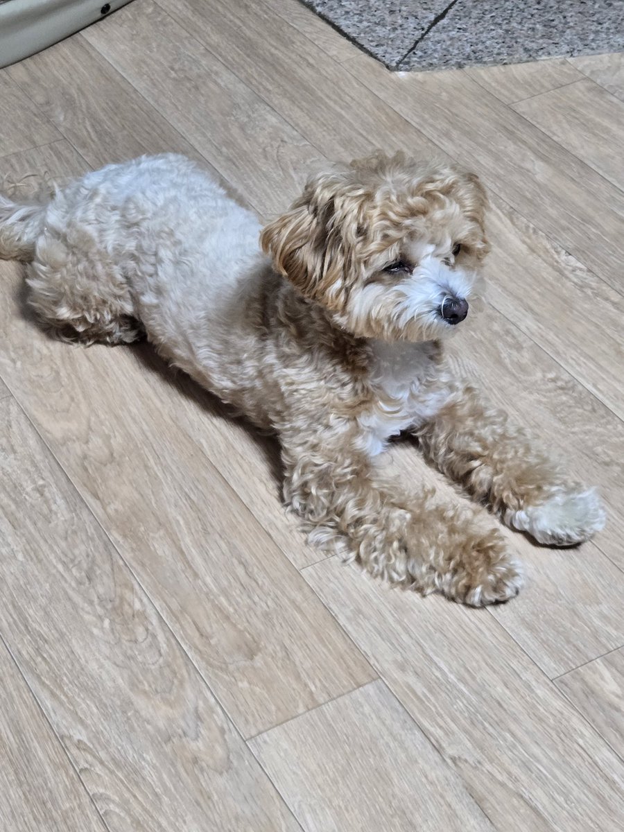 CYJBrasil's tweet image. FOFURA 🥹 DM do Yeonjun no Weverse 🦊💬 - (14/01/2025) 

🦊: Oi, S/N, gracinha
🦊: Vou te dar um resumo do meu dia de hoje
🦊: Eu e minha mãe viemos para um lugar em uma viagem e minha prima mora aqui perto, então estamos na casa dela agora
🦊: Nós três vamos dar uma volta juntos…