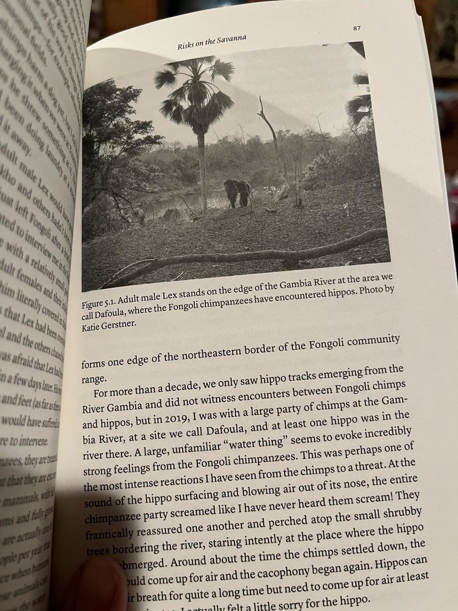 Katie Gerstner (@katiefgerstner) on Twitter photo My picture is published in an upcoming book, โApes on the Edgeโ by <a href="/JillPruetz/">Jill Pruetz</a>
You can preorder it on Amazon now.
This was a good day. Adolescent chimp Tessa was walking with coconuts on her back as if they were a baby.
Shot on my iPhone 14 Pro. My picture is published in an upcoming book, โApes on the Edgeโ by <a href="/JillPruetz/">Jill Pruetz</a>
You can preorder it on Amazon now.
This was a good day. Adolescent chimp Tessa was walking with coconuts on her back as if they were a baby.
Shot on my iPhone 14 Pro.