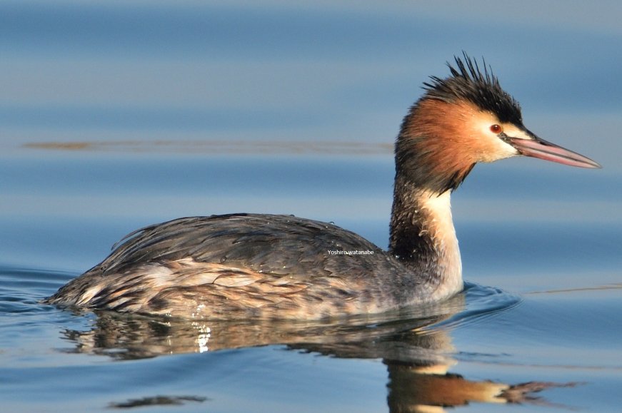 羽衣の変化に驚き④Surprised at the change in the feather rode.(上段)ワシカモメ(下段)カンムリカイツブリ(Upper row)Glaucous-winged Gull(Lower row)Great Crested Grebe. .#birds #wildlife #nature #birdphotography #wildlifephotography #Naturephotography #野鳥 #野鳥写真 #野鳥撮影 #冬鳥