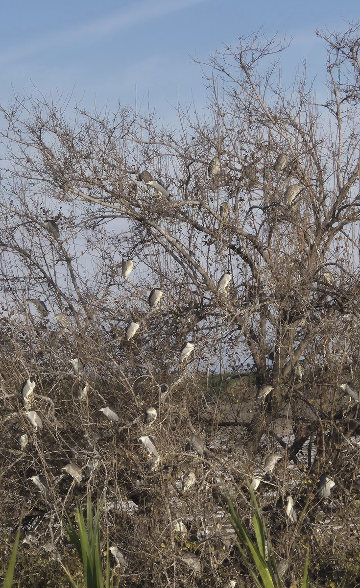Bugünün sabah güneşi güzelleri.