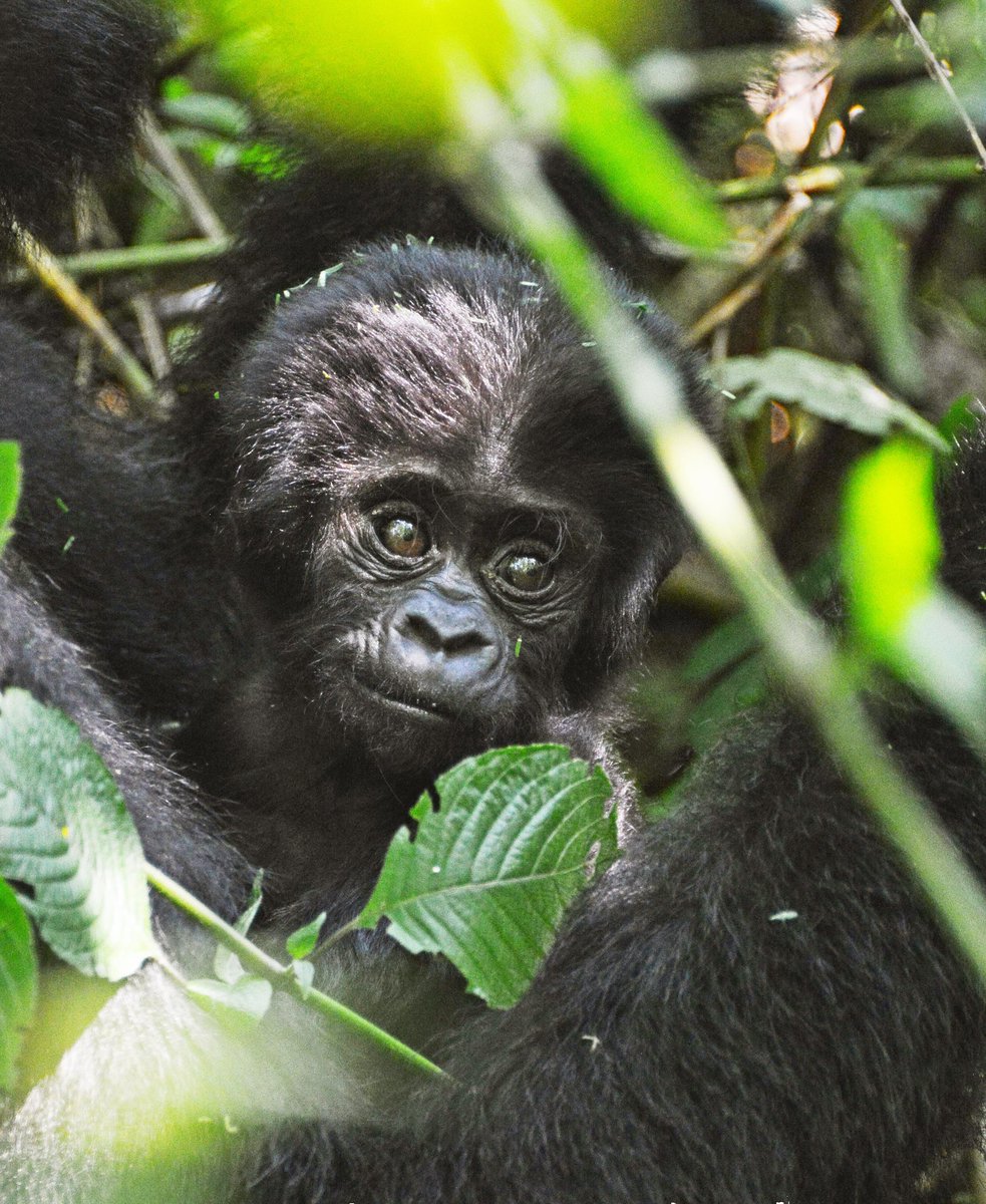 ZazuSafaris's tweet image. Have unforgettable gorilla tracking/trekking experiences with Zazu Africa Safaris 

Book your gorilla safari today 

Call/WhatsApp: 0782065170
Email: info@zazuafricasafaris.com
zazuafricasafaris.com

#gorillatracking #ExploreUganda