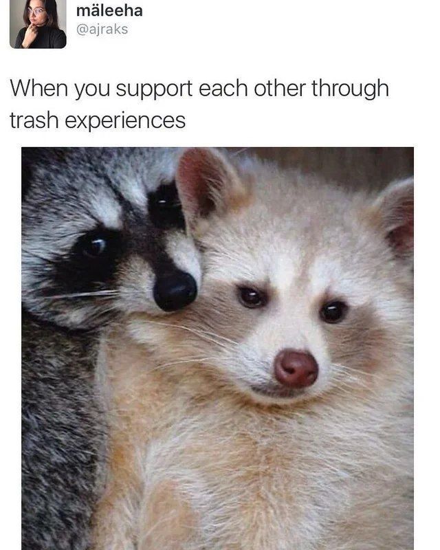 WholesomeMemes tweet media