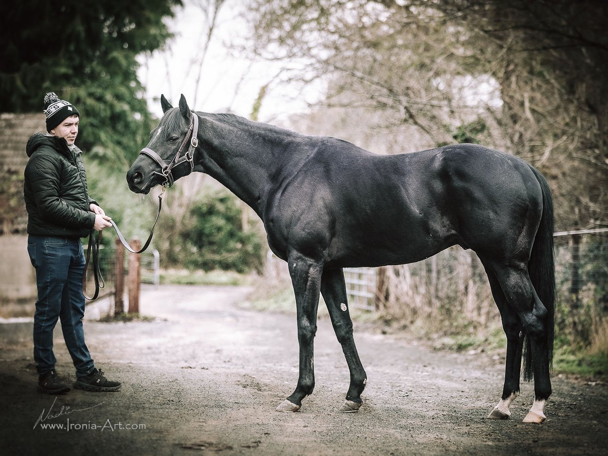 Beautiful photo of Marie's Diamond captured by <a href="/ironiaart/">Nadina Ironia Artist</a> during the <a href="/IREthoroughbred/">ITM</a> Irish Stallion Trail 💎🐎