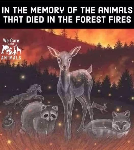 The K-9 Angels tweet media