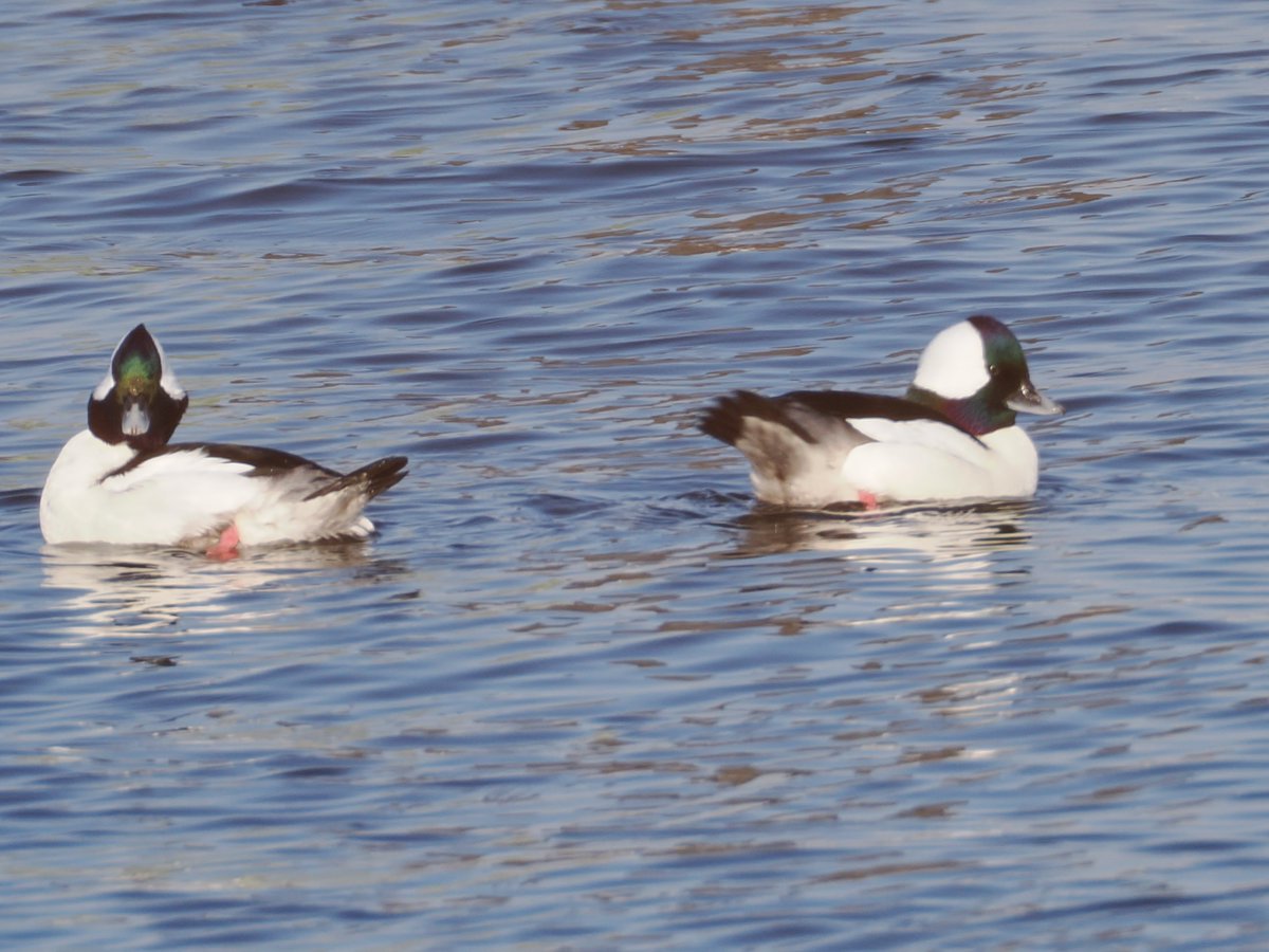 mawgdn's tweet photo. Two #Buffleheads at Great Kills #TwosDay #birdwatching #BirdsSeenIn2025 https://t.co/5dxHSHgUtv