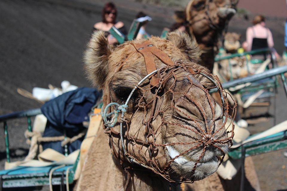 Casi 300 camellos canarios son explotados cada año en paseos turísticos solo en Lanzarote 🐪🤬

Es verdad que "sin demanda de turistas" el negocio caería, pero es un sector que reciben miles de €€ en subvenciones públicas y está protegido por las administraciones.