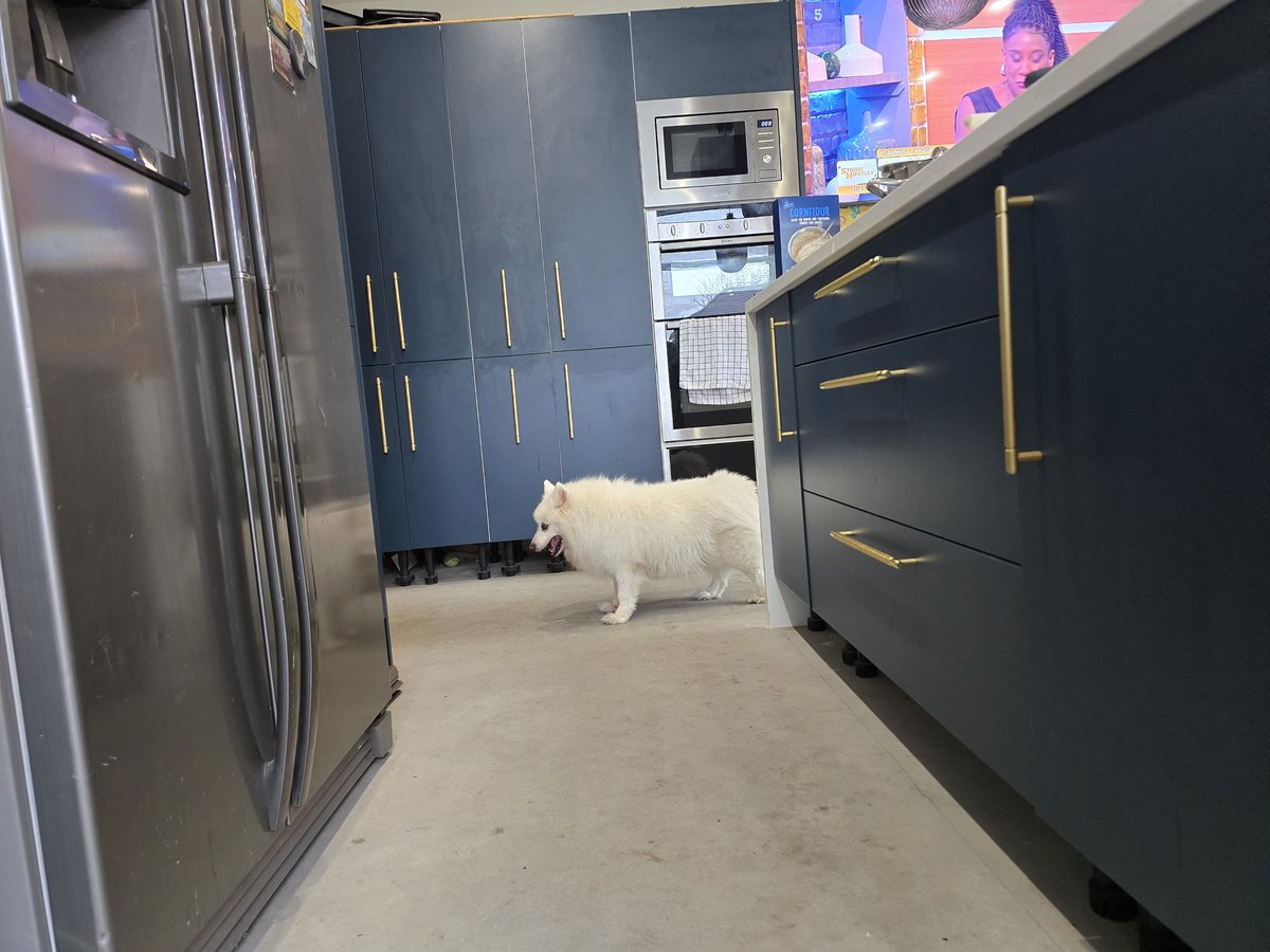 Saki is locked in the kitchen with me. She isn't happy, continually doing laps of the island and trying to find a way out, Saki is blind and 30 mins in. She is so much more confident. And getting g relaxed finally #blinddog