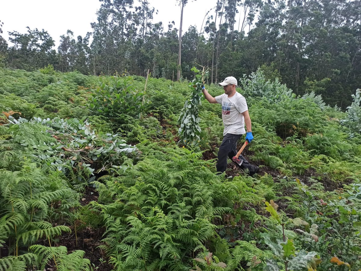 A moratoria a novas plantacións de eucalipto remata en decembro de 2025. "Pero as causas que deron lugar a aquela decisión seguen a estar vixentes", sinala Manoel Santos, coordinador de Greenpeace en Galicia praza.gal/acontece/green…