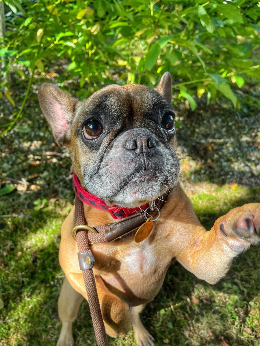 Please retweet to help Gus find a home #CHESHIRE #UK  Available for adoption, registered British Charity✅
Details or apply for Gus below 👇 dogshome.net/dog-for-adopti……
Open for viewing only on Saturday and Sunday between 1.30pm to 4pm. No appointment necessary✅
French Bulldog