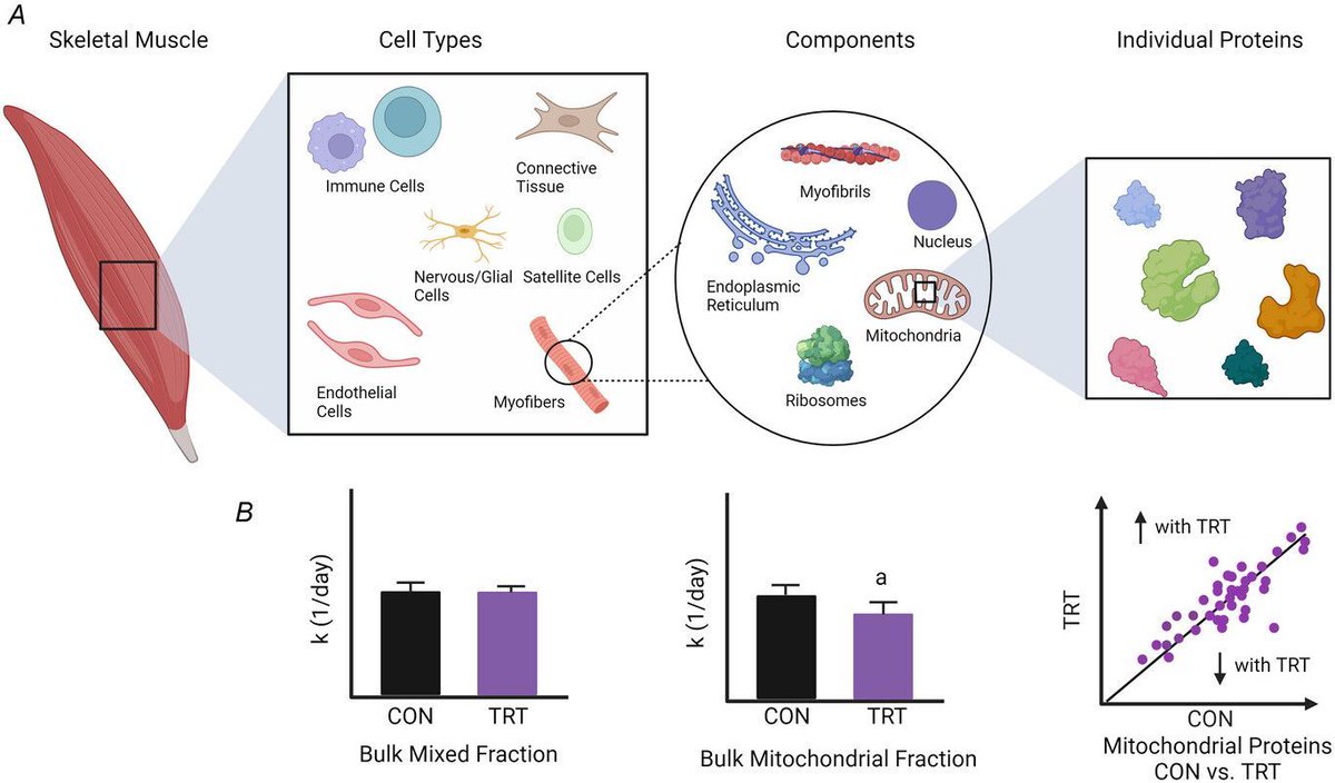 Journal of Physiology (@jphysiol) on Twitter photo Colleen L. O'Reilly (<a href="/AM_OMRF/">Aging and Metabolism Research Program</a>) et al. express their #Opinion on current limitations and future opportunities of tracer studies of #muscle ageing 💭 🔬
📜 Read it here: buff.ly/3DScHJU Colleen L. O'Reilly (<a href="/AM_OMRF/">Aging and Metabolism Research Program</a>) et al. express their #Opinion on current limitations and future opportunities of tracer studies of #muscle ageing 💭 🔬
📜 Read it here: buff.ly/3DScHJU