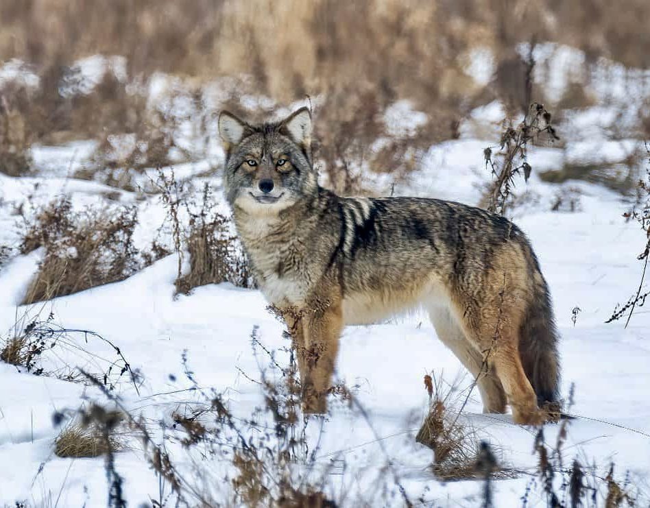 The island portion of Newfoundland and Labrador has no wolves but we do have coywolves. They are a large cross between our coyotes and the odd wolf that strayed down from Labrador on the sea ice in the winter.