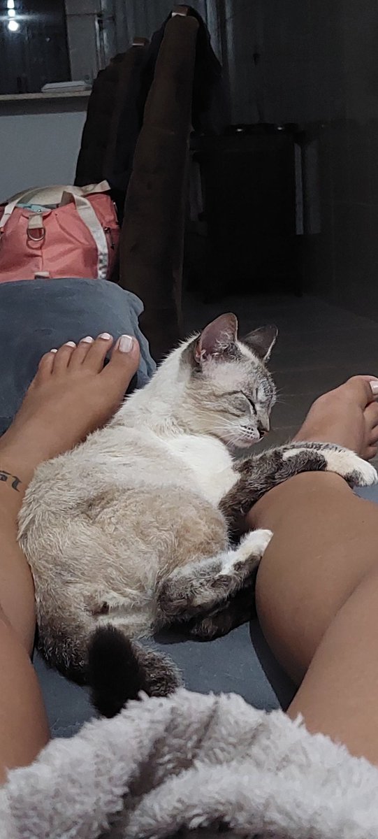 Bruna_borghes's tweet photo. Adotei uma gatinha que a linguagem de amor dela é toque físico e tempo de qualidade kkkk a bixinha n desgruda e aonde a gnt vai ela fica na cola kkkk https://t.co/lSeCz2KKCB