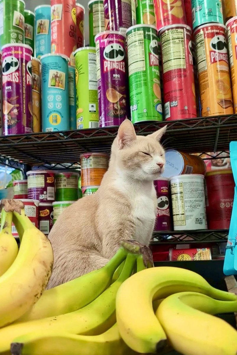 Bodega Cats (@bodegacats_) on Twitter photo 