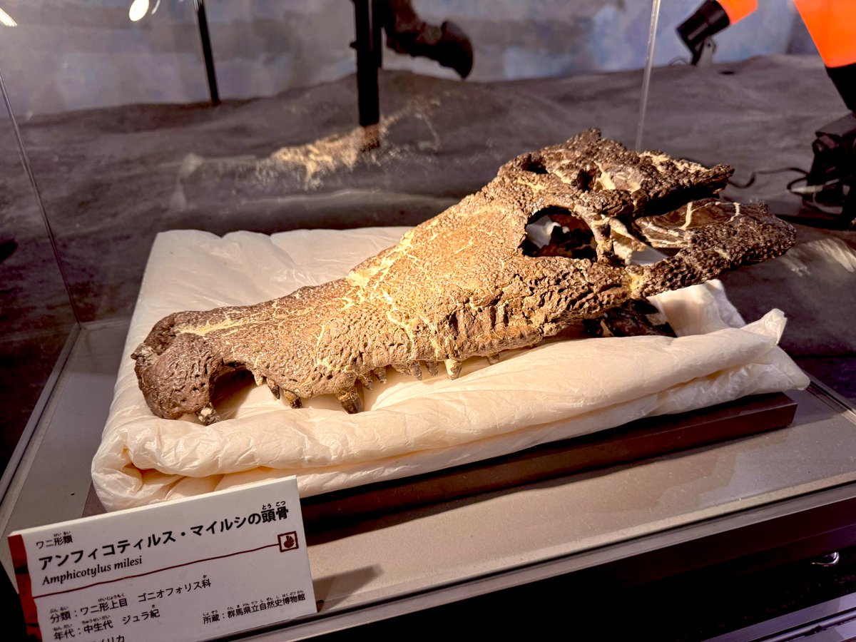 火曜日は化石の日 群馬県立自然史博物館より アンフィコティルス