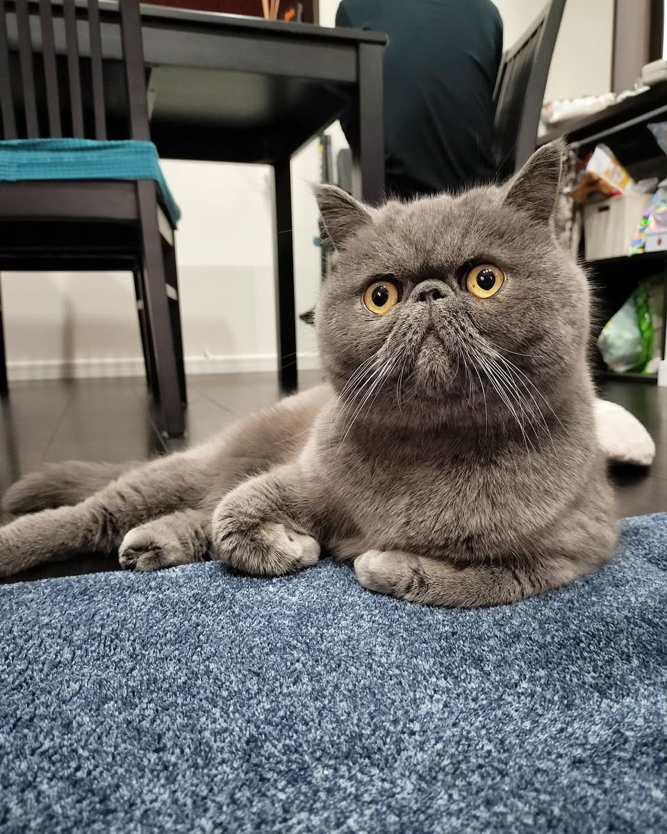 ginto1818's tweet photo. マッスルポーズ💪🐈

#エキゾチックショートヘア #ねこすたぐらむ #ねこのいる生活
#猫のいる暮らし #猫好きさんと繋がりたい #ねこのきもち #pecoねこ部 #サンデイ #catst https://t.co/ksvDSt25xc