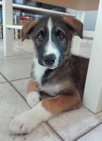How beautiful is this dog from 1 to 10 ?