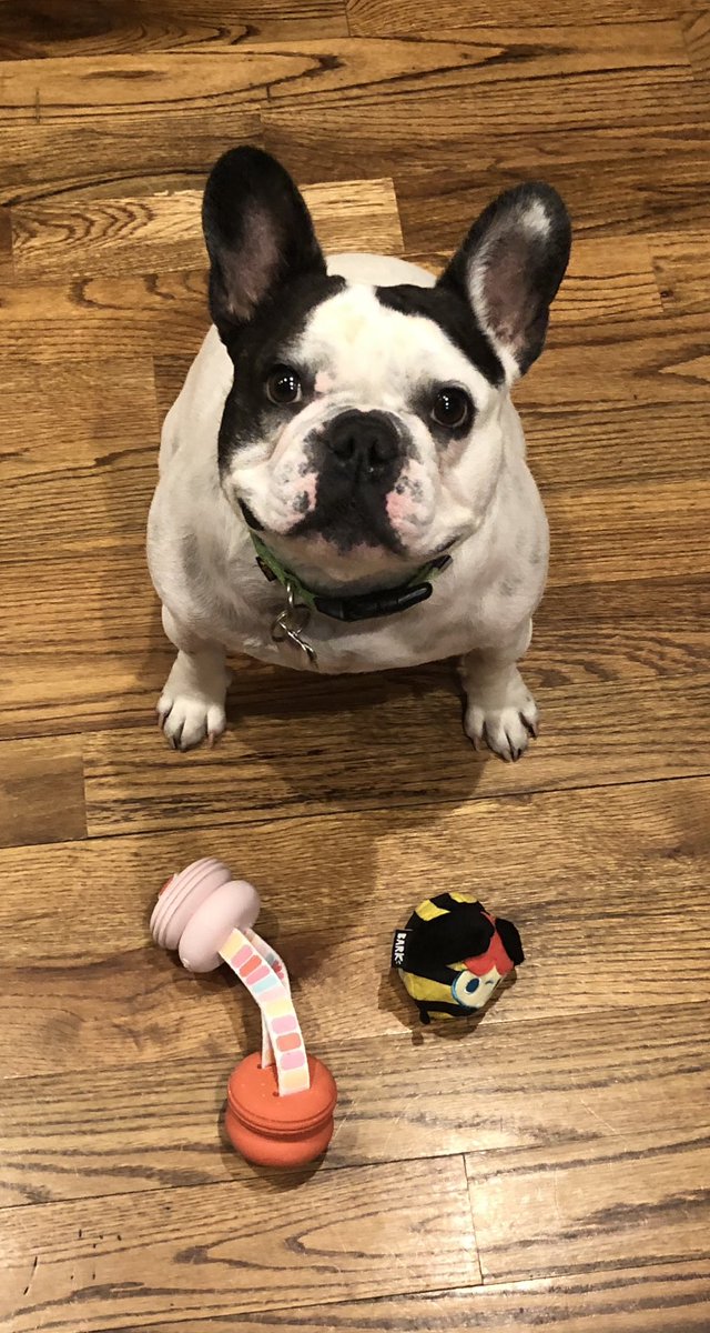 bblake180's tweet photo. Happy Birthday Biggie Paws 🐶
#Big6 #ManyMore #BestBud https://t.co/wuJVTNrXjY