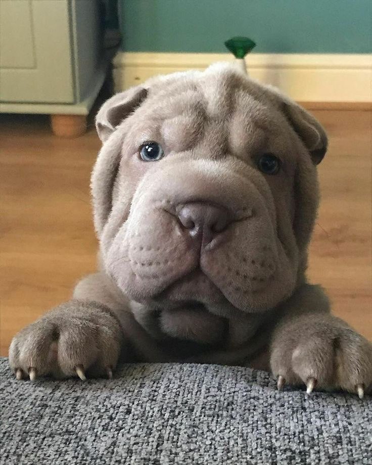 Most famous dog in China 🇨🇳 is $Sharpei 

Ca: NjK1ubqD4dfPfq43TfcKMdzHtyEiAFKGxqA2o7jpump

Proff: x.com/i/grok/share/o…

Pump: pump.fun/coin/NjK1ubqD4…