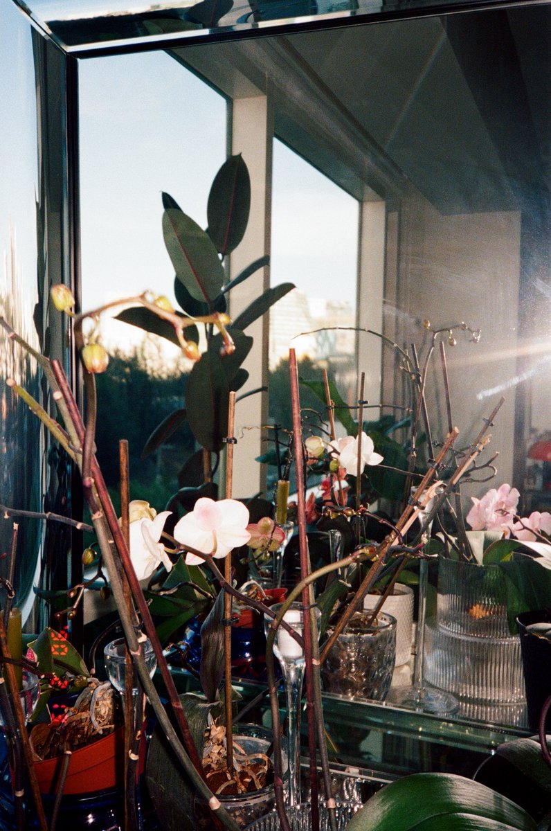 gm fam

Siempre flowers