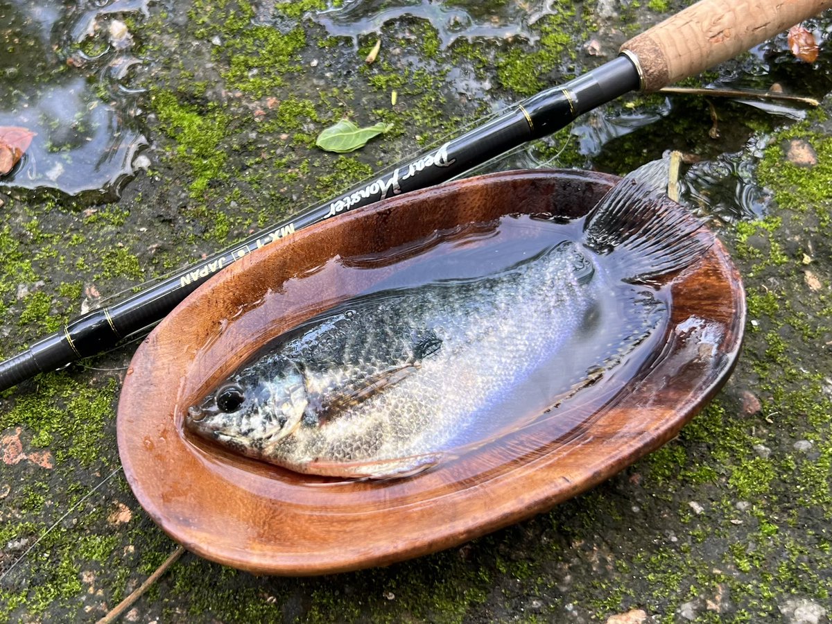 tarzanfishing's tweet photo. 飛行機の乗り継ぎ時間を利用して、街中のドブ川で小物釣り。
いつ何時釣りするチャンスに巡り会えるか分からない旅ではバックの中に延べ竿を忍ばせておきたい。
#グラミー
#MX_1
#モンスターキス https://t.co/t6OMy2Od0G