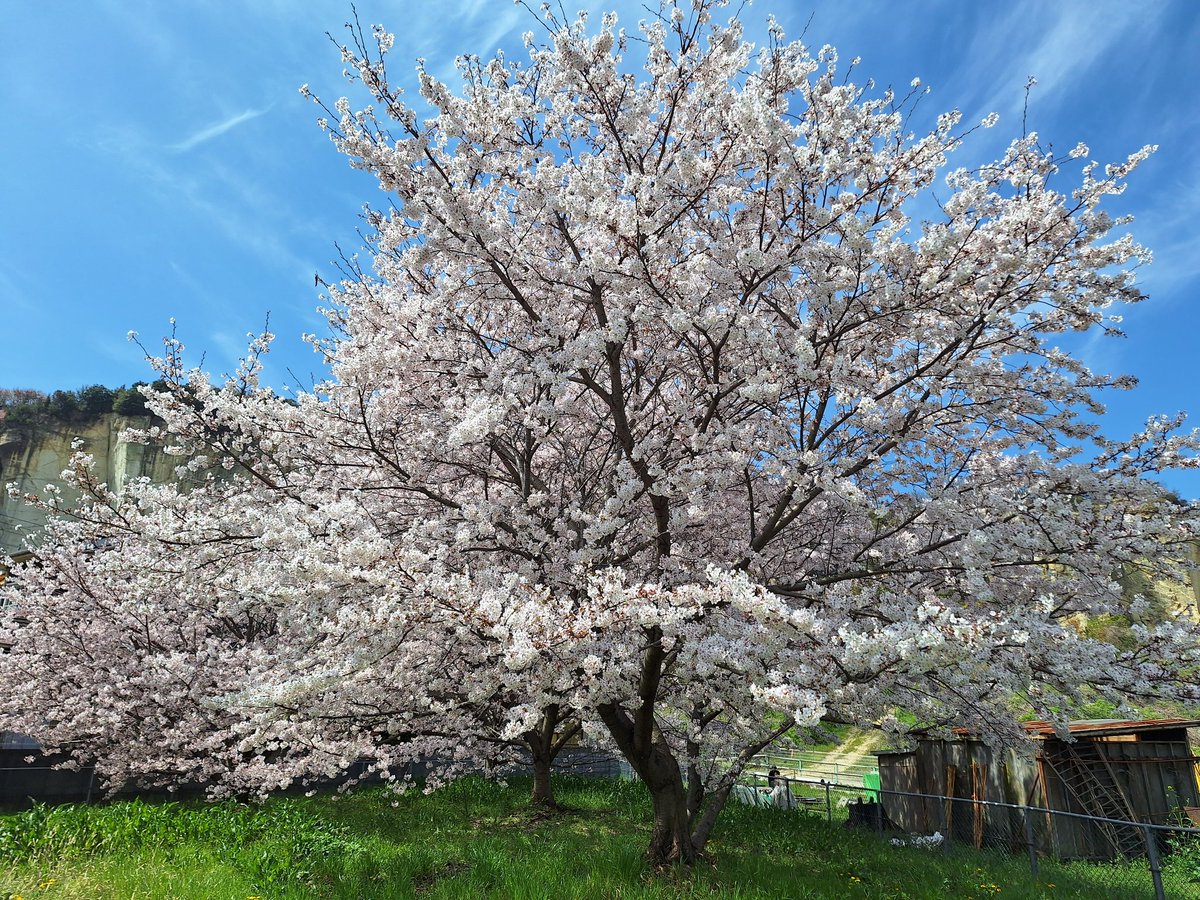 【イベント告知】
『竜山石採石場&amp;奇石の神社』
開催日　4月6日(日)
開催地　兵庫県高砂市
lacorolle2000.wixsite.com/lacorolle-web/…
🌟現在稼働中の採石場と巨石を奉る神社での開催です♪荒々しい岩肌で撮影しませんかー？
神社と受付・更衣室施設に良い桜があるので咲いてて欲しいなぁ🌸
