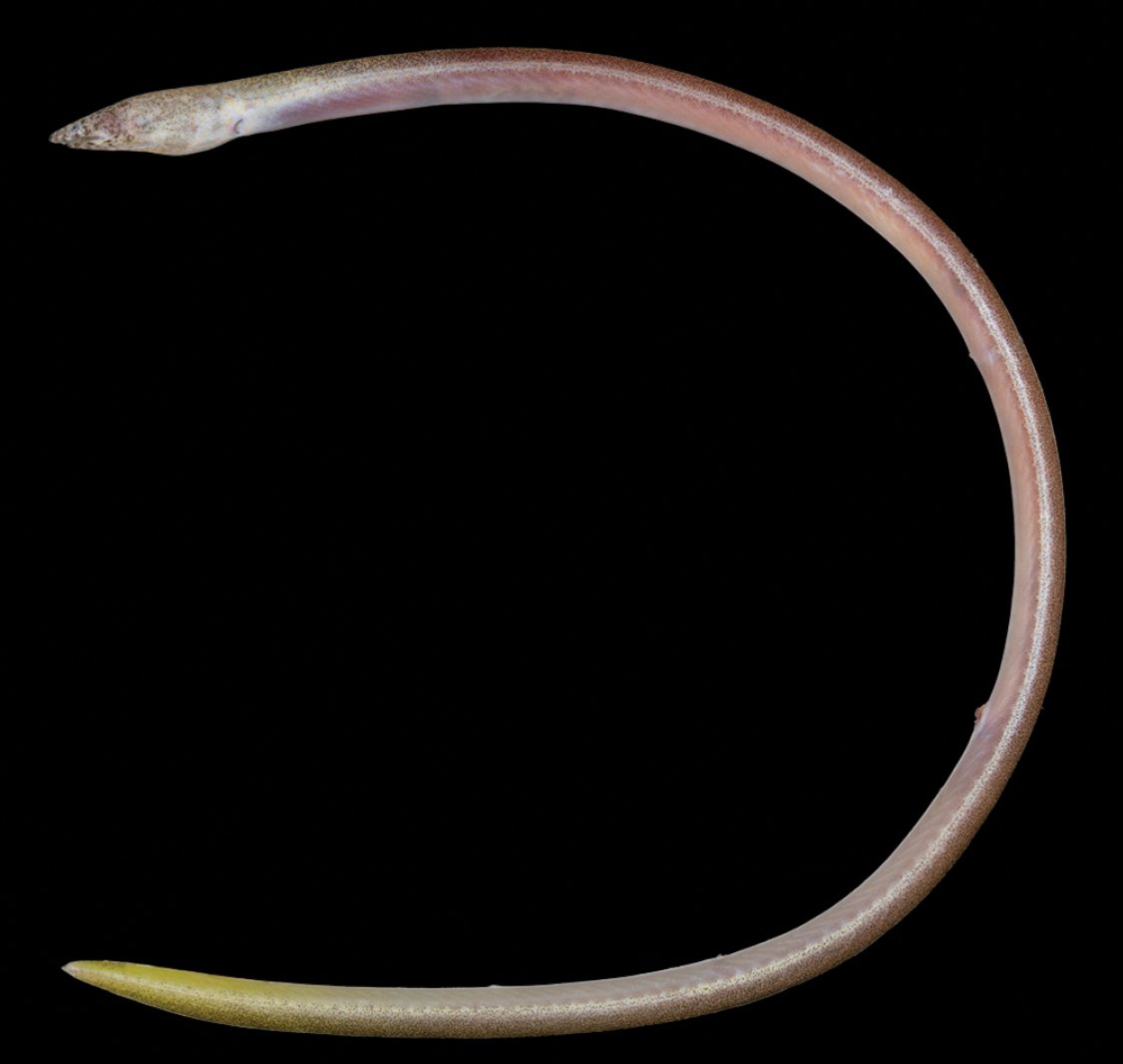 ZooKeys_Journal's tweet image. A total of four species are recognized in the slender snake eel genus Yirrkala from Taiwan, including a new species described in this article: doi.org/10.3897/zookey…

#biodiversity #freshwaterfish #ichthyology @austmus