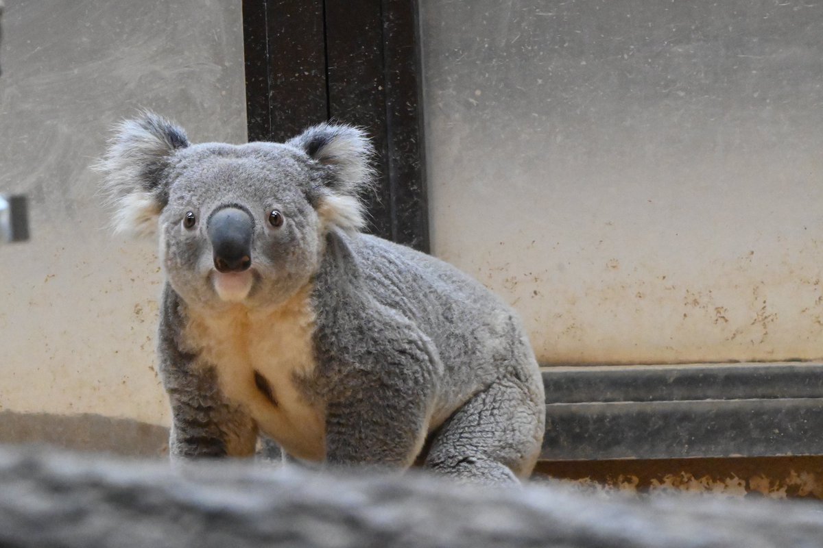 名古屋コアラの聖地… 念願の東山動物園に参りました。 かわいさ臨界点