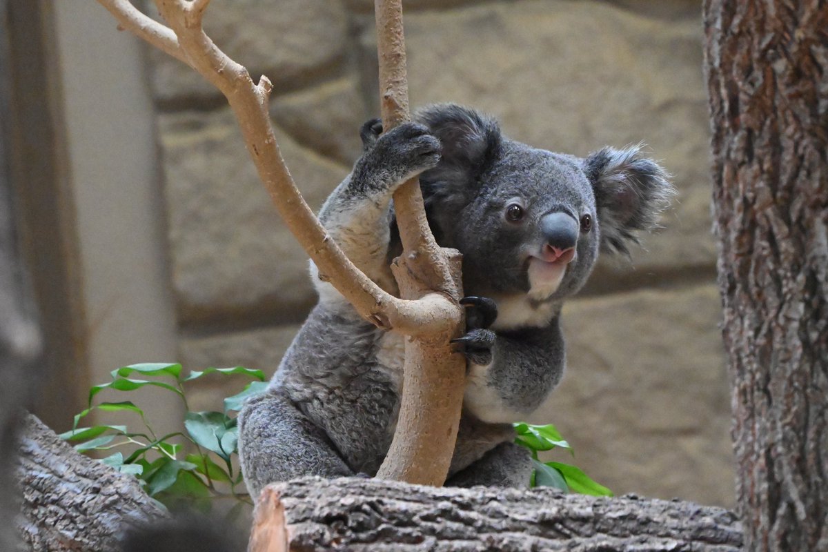 名古屋コアラの聖地… 念願の東山動物園に参りました。 かわいさ臨界点