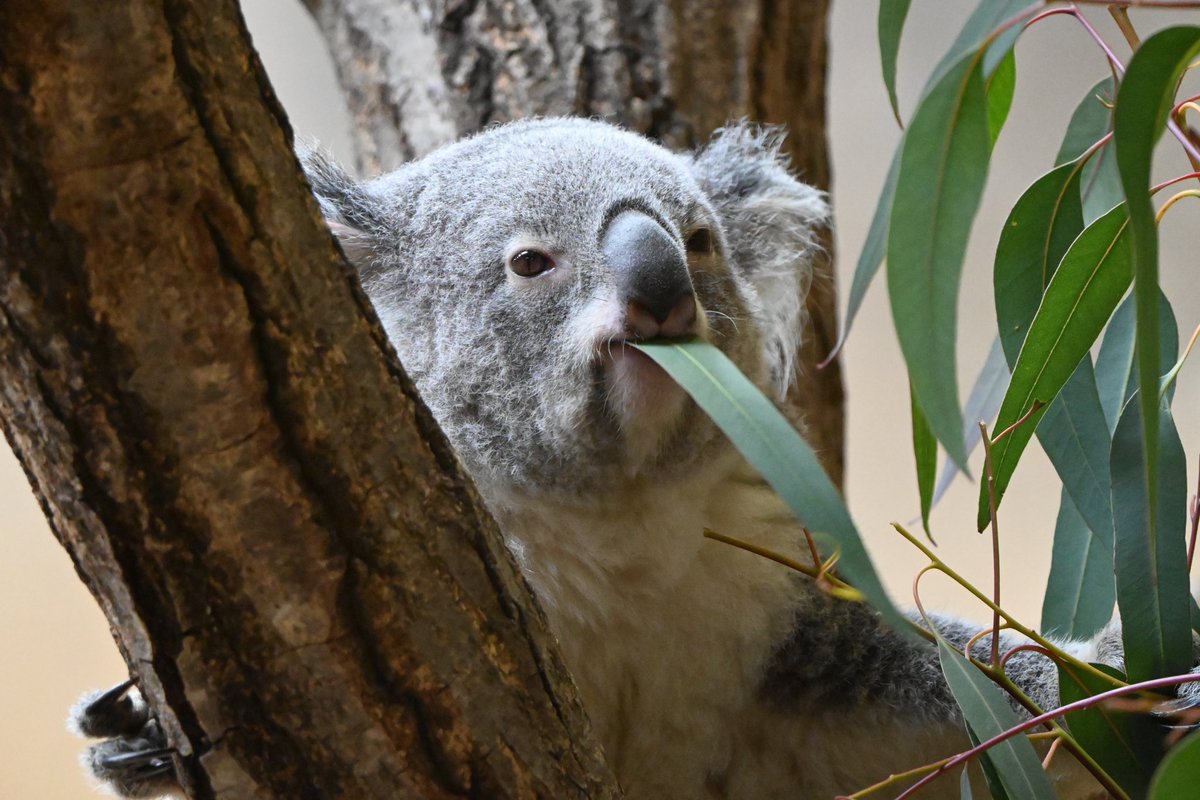 名古屋コアラの聖地… 念願の東山動物園に参りました。 かわいさ臨界点