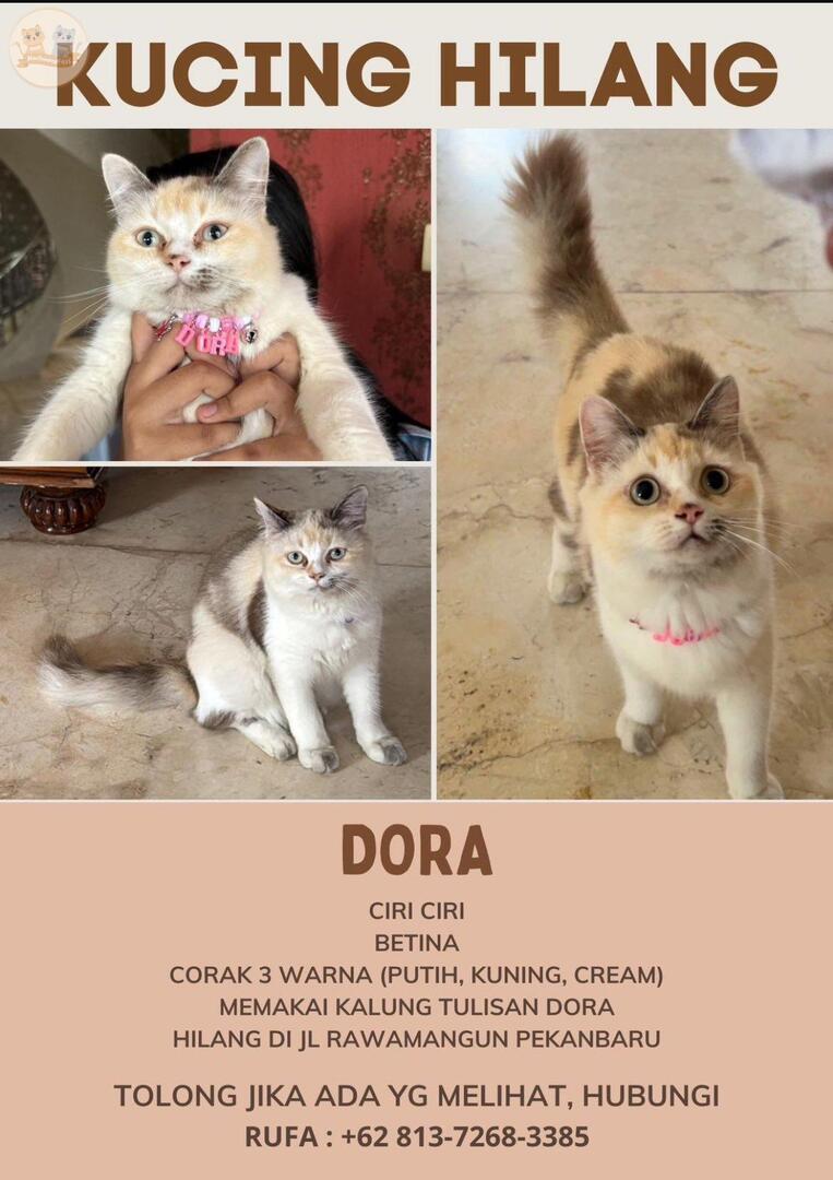 kochengfs's tweet photo. kcg! DICARI KUCING HILANG

Kucing aku hilang sejak dari pulang sekolah kemarin dan ga pulang. Ciri-ciri ada di gambar. Terakhir dilihat di Jalan Rawamangun, Pekanbaru. Siapapun yang pernah lihat kucing dengan foto di bawah ini, boleh banget contact ke nomor dibawah. https://t.co/NSazxfUJmd