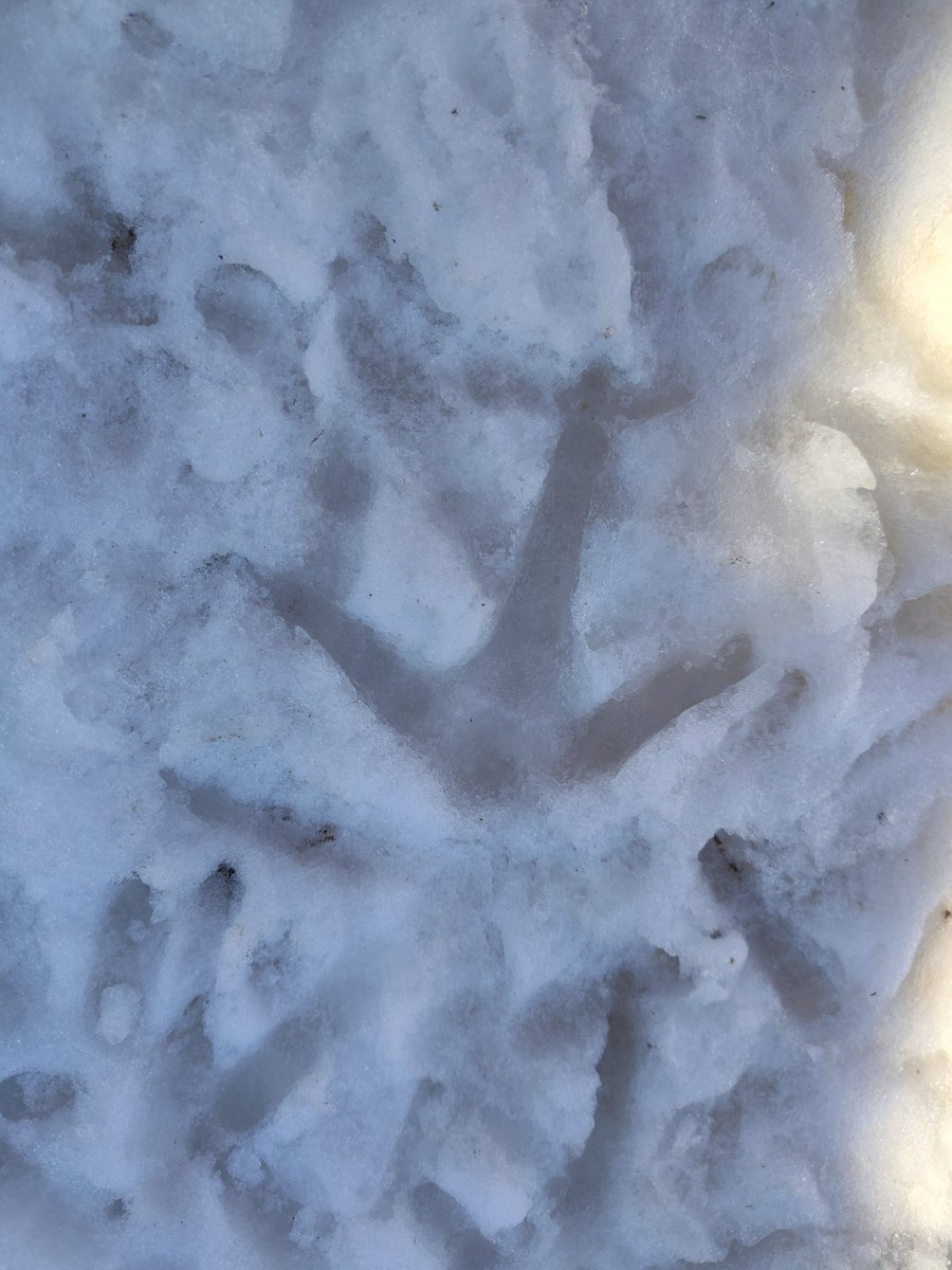 CJs_Chicks's tweet photo. Chicken tracks in the snow. #chickens #backyardchickens #winter #snowtracks https://t.co/mOmHh8V9Eh