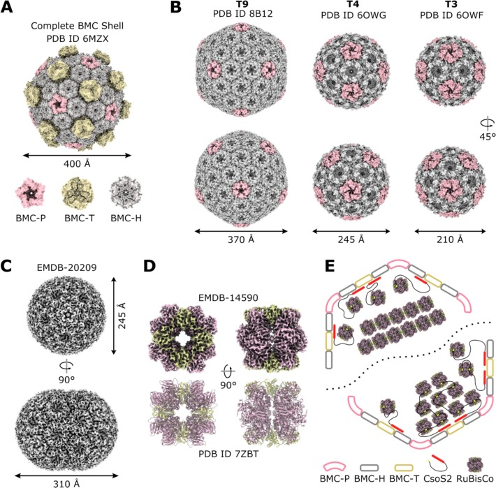 Latest in Biotechnology Advances: KAUST researchers explore carboxysomes as nature’s CO₂ fixers, revealing their role in the global carbon cycle and potential for biotechnological innovation in carbon sequestration and sustainability.

📄 Read the study: doi.org/10.1016/j.biot…