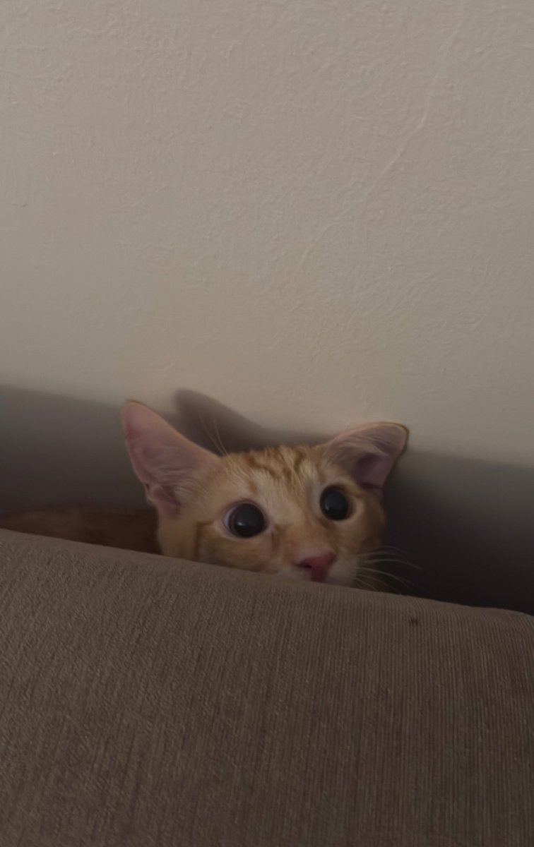 Suşikin mamikini yedim şaklanıyorum