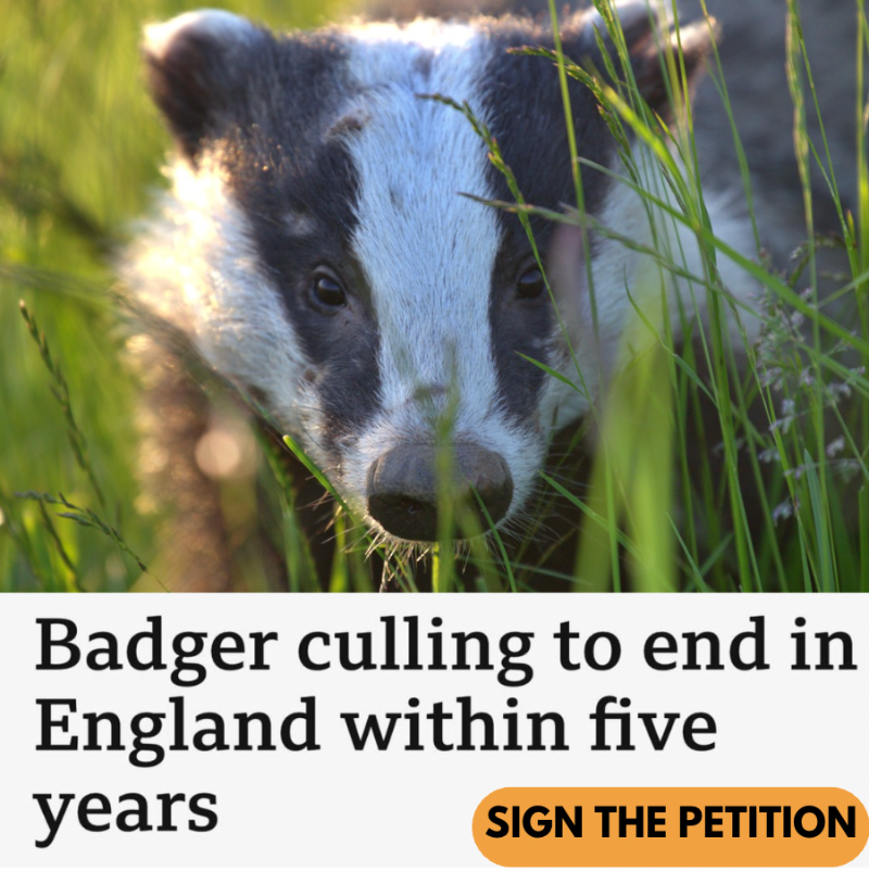 ProtectTheWild_'s tweet photo. A disgrace. Please take just 10 seconds of your day to sign the petition to end the cull - https://t.co/cElDJPaQLR https://t.co/QQ6s6QlLQs