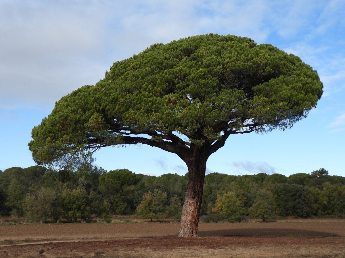 RutaVinoRibera's tweet photo. ¿Te imaginas caminar entre árboles que han sido testigos de siglos de historia? 🌳
La ruta Los Árboles más Singulares te invita a conocer sus árboles más excepcionales.
¡Atrévete a explorar las raíces de la Ribera! ✨
#RutaDelVinoRiberaDelDuero #Riberate #Enoturismo https://t.co/lBwEJGbTtB