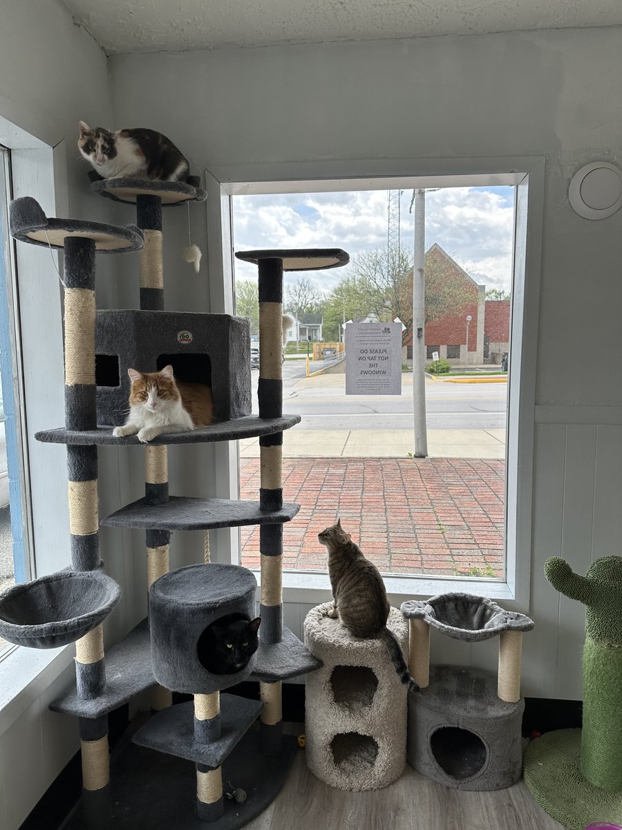 It's National Dress Up Your Pet Day. Have some FOMO because you don’t have a pet? There are plenty of animals in need of a forever home in Hancock County! Check out PAWS, The Biscuit Factory and The Hancock County Humane Society for your next furry best friend.