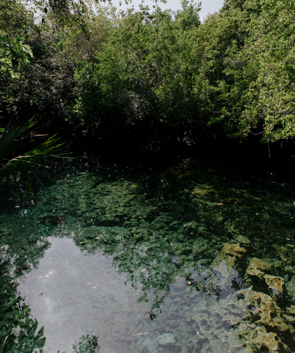 Explore the wonders of Los Ojos Eco Journey at Puntacana Resort—where nature and adventure come together! 🌿✨ 

#PuntacanaResort 

@chrisjevansphoto