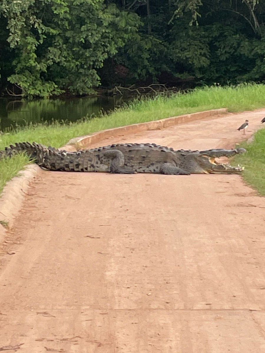 Miren el personaje que se encontró mi marido en la cancha de golf. Ataja!!!