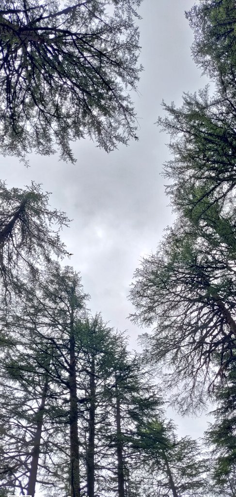 CelesteWAO's tweet photo. Nature is the best Blockchain in the universe 💚💜🙏🌌 https://t.co/2fRQjFoRru