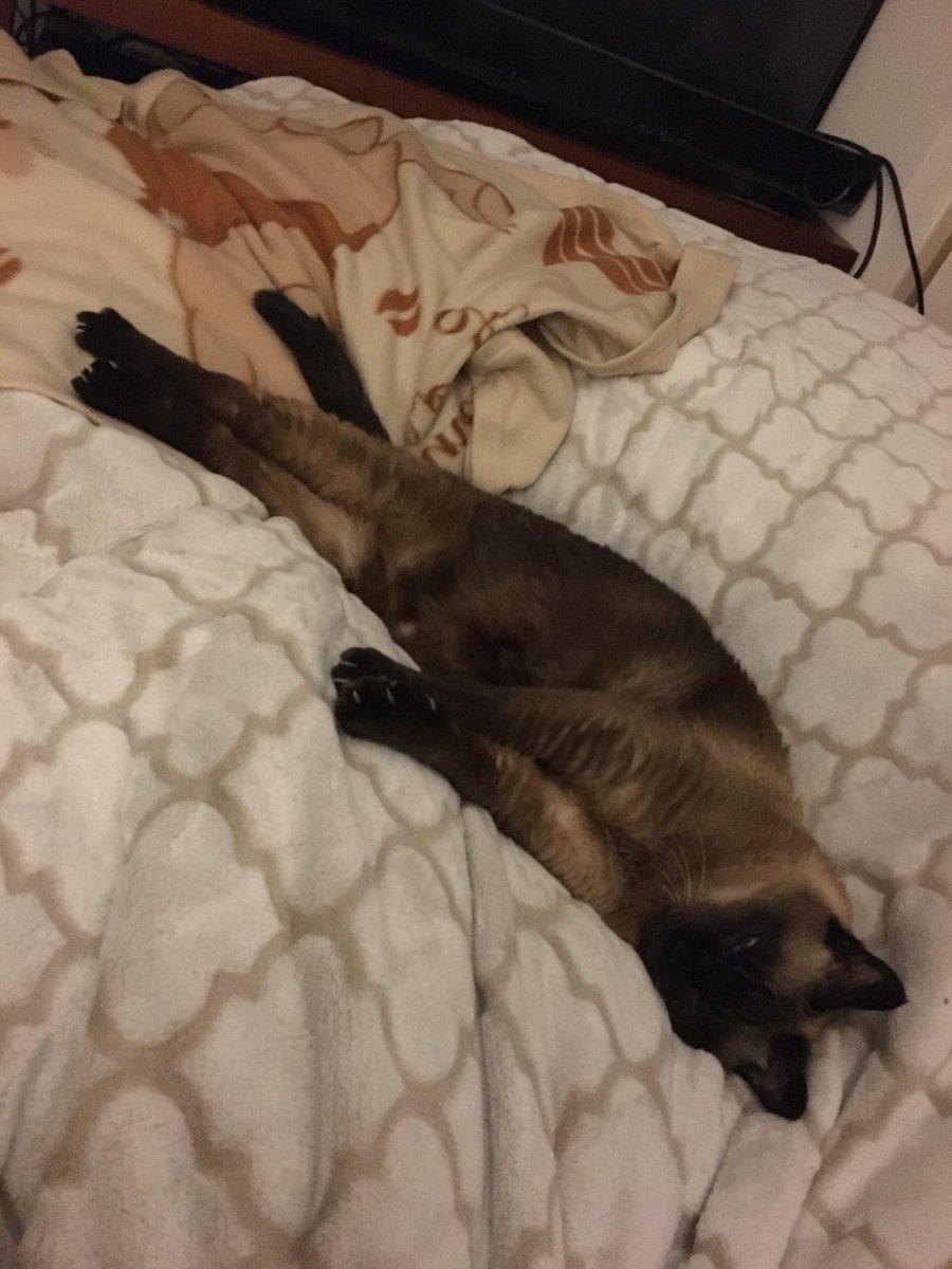 #猫　　#たぬシャム　　#ラブ🩷日記
1.2.3.ノビーるにゃ