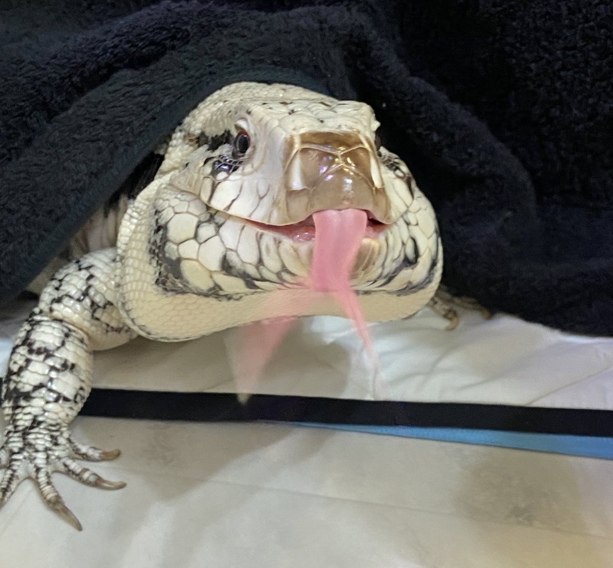 ashley_lizard's tweet image. #かわいいと思う画像をなんでもいいので無言で1枚あげろ