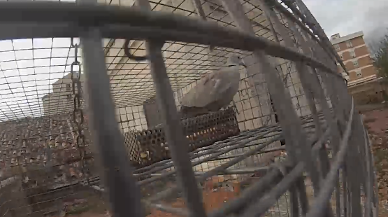 Cerojaulas tweet media